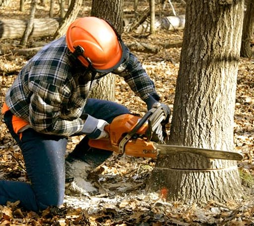 Tree Removal in Filer, ID
